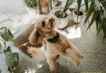 Pets And Plants: 7 Tips For A Harmonious Mix Pets And Plants: 7 Tips For A Harmonious Mix