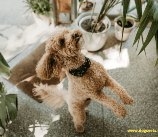 Pets And Plants: 7 Tips For A Harmonious Mix Pets And Plants: 7 Tips For A Harmonious Mix