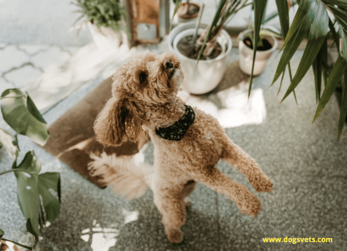 Pets And Plants: 7 Tips For A Harmonious Mix