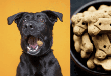 Dog Treats: What to Look for and What to Avoid Dog Treats: What to Look for and What to Avoid