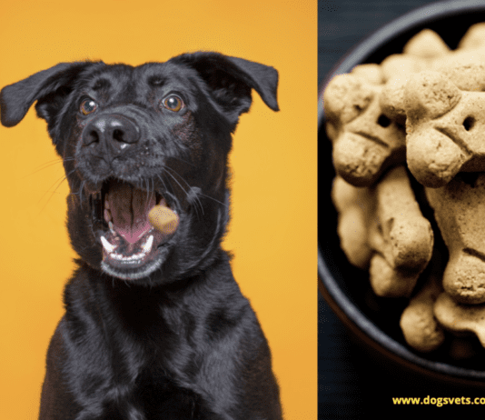 Dog Treats: What to Look for and What to Avoid Dog Treats: What to Look for and What to Avoid