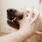 Dog Bite Injuries: Who is Legally Responsible?