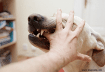 Dog Bite Injuries: Who is Legally Responsible? Dog Bite Injuries: Who is Legally Responsible?