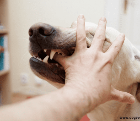 Dog Bite Injuries: Who is Legally Responsible? Dog Bite Injuries: Who is Legally Responsible?