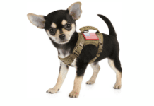 How does a tactical dog harness work – 5 Tips to Know How does a tactical dog harness work