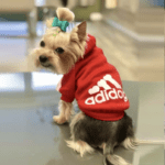 Why Dog Hoodie Is Always a Great Idea? Why Dog Hoodie Is Always a Great Idea?