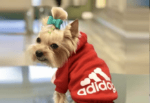 Why Dog Hoodie Is Always a Great Idea? Why Dog Hoodie Is Always a Great Idea?