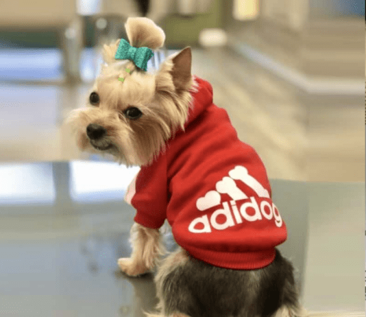 Why Dog Hoodie Is Always a Great Idea? Why Dog Hoodie Is Always a Great Idea?