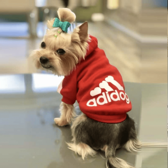 Why Dog Hoodie Is Always a Great Idea?