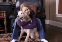 How to Plan for a Holiday as a Dog Owner How to Plan for a Holiday as a Dog Owner