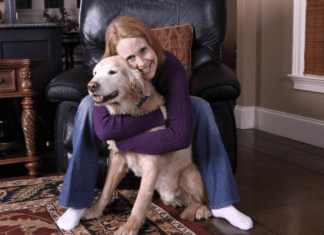 How to Plan for a Holiday as a Dog Owner How to Plan for a Holiday as a Dog Owner