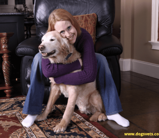 How to Plan for a Holiday as a Dog Owner How to Plan for a Holiday as a Dog Owner