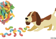 Exploring CBD: What Makes The Best CBD Gummies? Exploring CBD: What Makes The Best CBD Gummies?