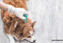 Why Do Dogs Get Ticks and Fleas Why Do Dogs Get Ticks and Fleas