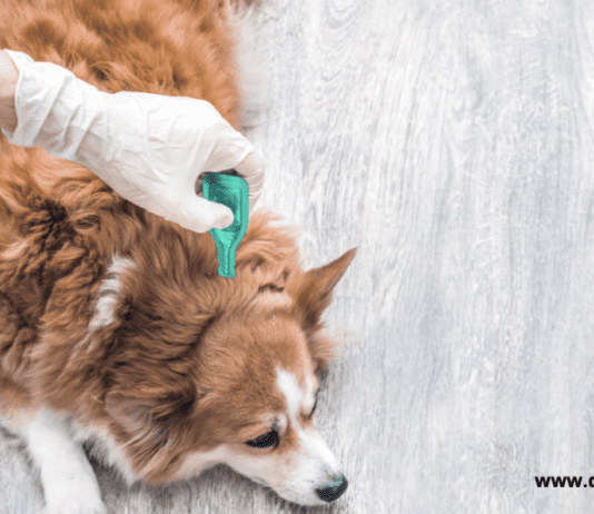 Why Do Dogs Get Ticks and Fleas Why Do Dogs Get Ticks and Fleas