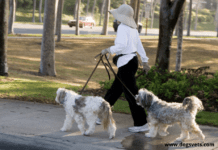 Professional Dog Walking Tips for the First Time Dog Walker Professional Dog Walking Tips for the First Time Dog Walker