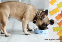 C.B.D Gummies: How can it assist your Dogs CBD Gummies: How can it assist your Dogs