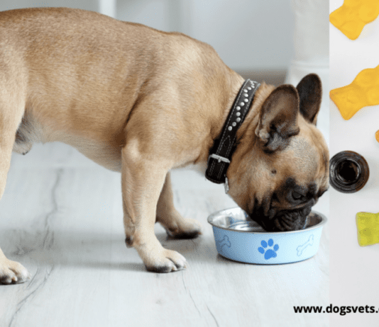 C.B.D Gummies: How can it assist your Dogs CBD Gummies: How can it assist your Dogs
