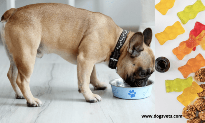 CBD Gummies: How can it assist your Dogs
