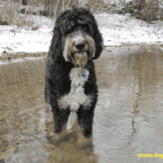 Bernedoodle Dog Size – Everything You Need to Know Bernedoodle Dog Size – Everything You Need to Know
