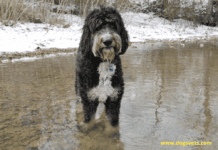 Bernedoodle Dog Size – Everything You Need to Know Bernedoodle Dog Size – Everything You Need to Know