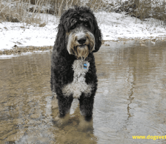 Bernedoodle Dog Size – Everything You Need to Know Bernedoodle Dog Size – Everything You Need to Know