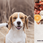 Help! My Dog Has A Food Allergy Help! My Dog Has A Food Allergy