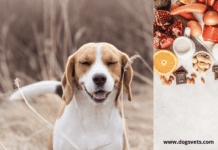 Help! My Dog Has A Food Allergy Help! My Dog Has A Food Allergy
