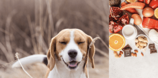 Help! My Dog Has A Food Allergy Help! My Dog Has A Food Allergy
