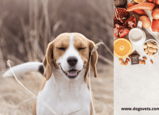 Help! My Dog Has A Food Allergy Help! My Dog Has A Food Allergy