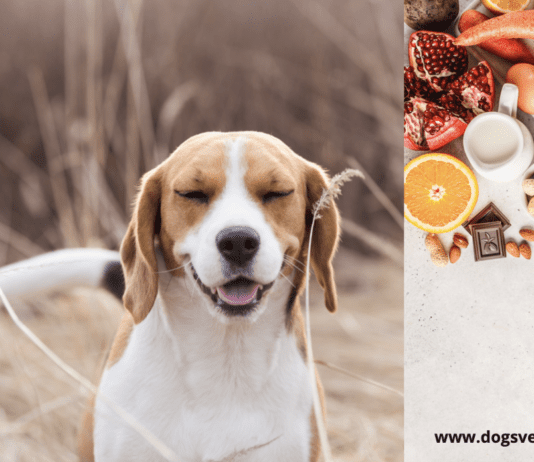 Help! My Dog Has A Food Allergy Help! My Dog Has A Food Allergy