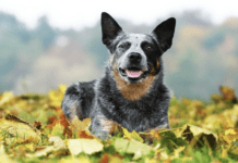 Top 5 Oldest Living Dogs in the World – Everything you need to know Top 5 Oldest Living Dogs in the World – Everything you need to know