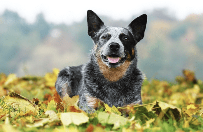 Top 5 loài chó già nhất thế giới - Mọi điều bạn cần biết