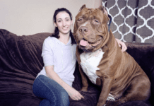 World’s Biggest Pitbull: A Tale of Strength, Size, and Unmatched Loyalty The World's Biggest Pitbull - hulk the pitbull