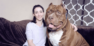 World’s Biggest Pitbull: A Tale of Strength, Size, and Unmatched Loyalty The World's Biggest Pitbull - hulk the pitbull