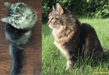 The Oldest Cat in the World – Everything You Need to Know The Oldest Cat in the World - Everything You Need to Know