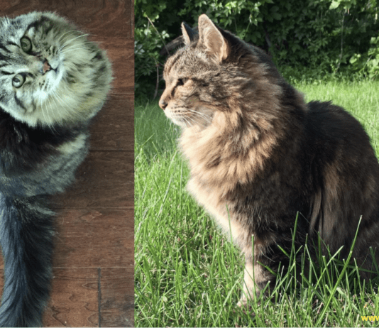 The Oldest Cat in the World – Everything You Need to Know The Oldest Cat in the World - Everything You Need to Know