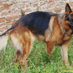 Oldest German Shepard in the World - Everything you need to know