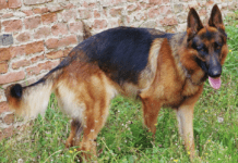 Oldest German Shepherd In The World: Age Record Oldest German Shepard in the World - Everything you need to know