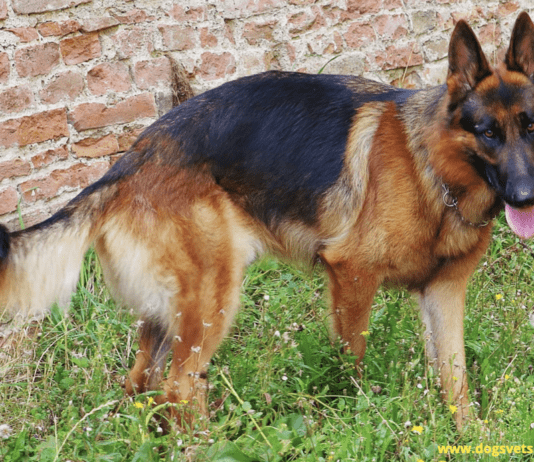 Oldest German Shepherd In The World: Age Record Oldest German Shepard in the World - Everything you need to know