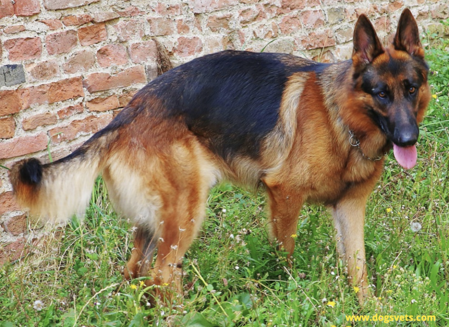 Oldest German Shepard in the World - Everything you need to know