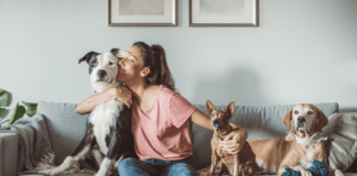 Dog Daycare – Everything You Need to Know Dog Daycare in 2022 – Everything You Need to Know