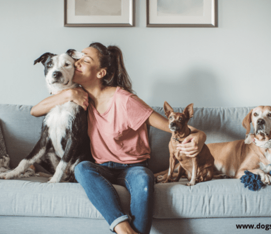 Dog Daycare – Everything You Need to Know Dog Daycare in 2022 – Everything You Need to Know