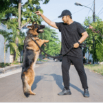 How to Train Your German Shepherd in 2022 - Dogs Vets