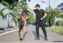 How to Train Your German Shepherd in 2022 – The Ultimate Guide How to Train Your German Shepherd in 2022 - Dogs Vets