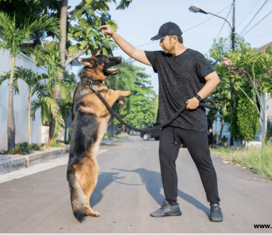 How to Train Your German Shepherd in 2022 – The Ultimate Guide How to Train Your German Shepherd in 2022 - Dogs Vets