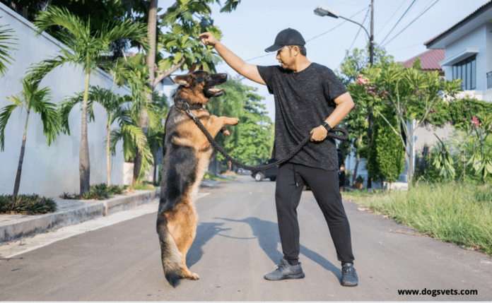 How to Train Your German Shepherd in 2022 - Dogs Vets