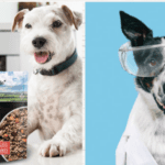 Why Should You Try Raised Right Pet Food