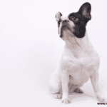 The Price of a French Bulldog – Everything you need to know The Price of a French Bulldog - Everything you need to know