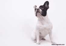 The Price of a French Bulldog – Everything you need to know The Price of a French Bulldog - Everything you need to know